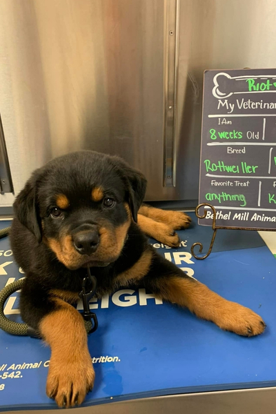 A small black and tan puppy with amber eyes lies on a blue vet exam table