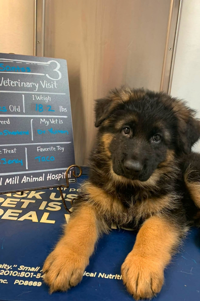 A small brown and black puppy with a white chest lies on a blue surface