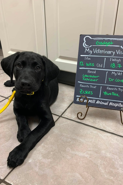 Black dog lying on a tiled floor beside a small chalkboard