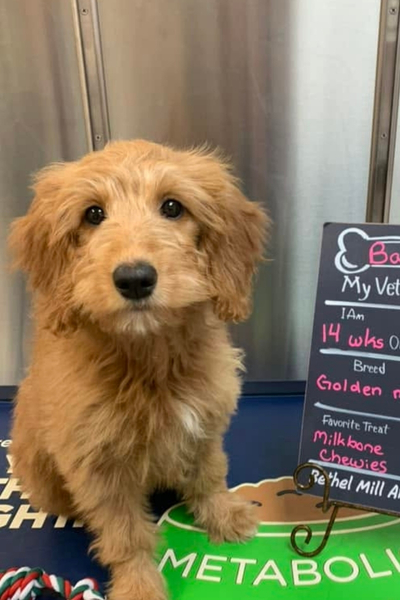 A small tan dog with fluffy fur sits indoors beside a blue sign board