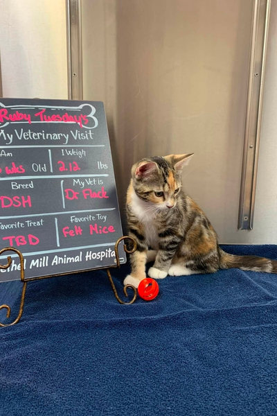 A tabby cat sits on a blue table beside a small red ball