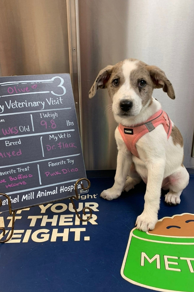 A small puppy wearing a pink and red harness sits on a blue mat at an animal hospital booth