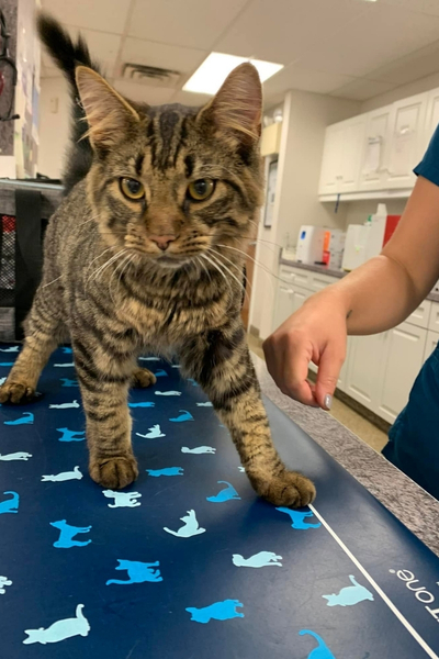 A tabby cat stands on a blue dog patterned mat in a veterinary exam room